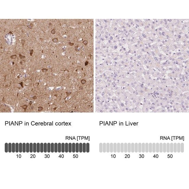 Anti-PIANP antibody produced in rabbit