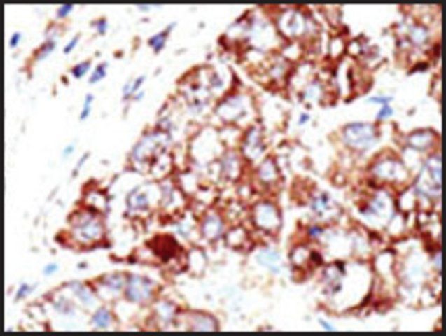 Anti-PIAS1 (C-term) antibody produced in rabbit