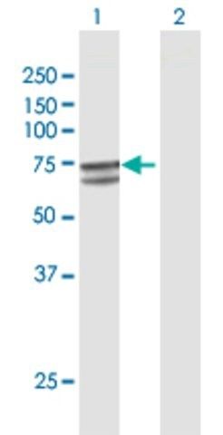 Anti-P4HTM antibody produced in rabbit