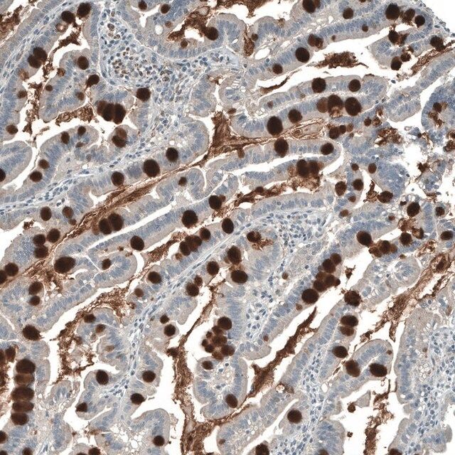 Anti-PIGA antibody produced in rabbit