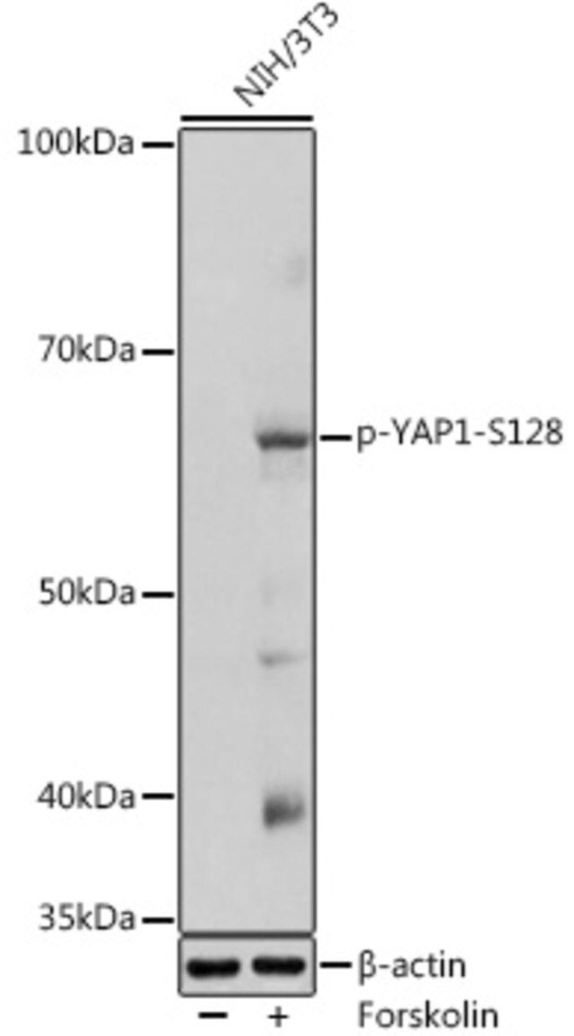 Anti-Phospho-YAP1-S128 antibody produced in rabbit