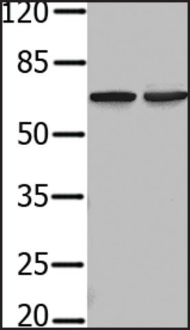 Anti-PIF1 antibody produced in rabbit