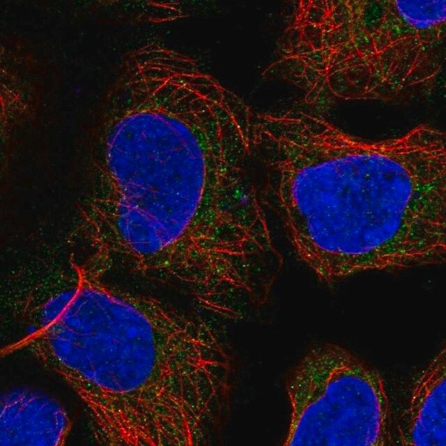 Anti-PICK1 antibody produced in rabbit