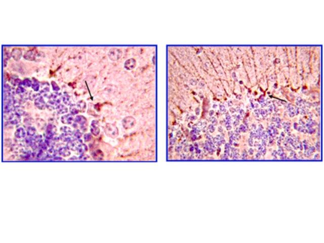 Anti-Piccolo Antibody, clone 4G3.3