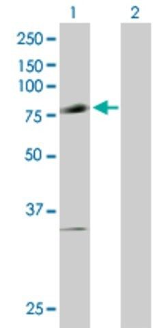 Anti-PIAS1 antibody produced in mouse