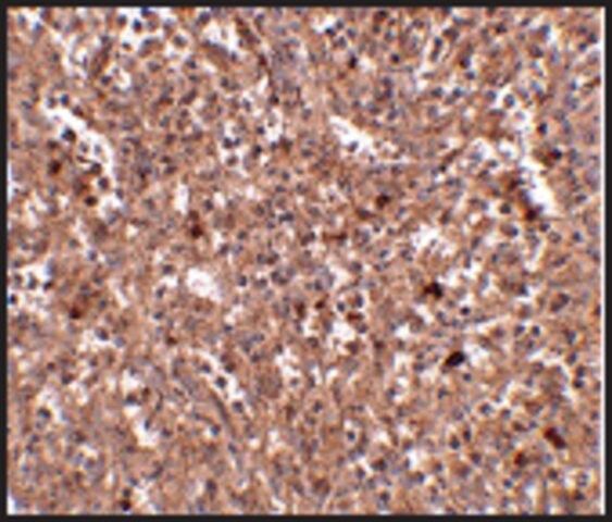 Anti-PIG-Y (ab2) antibody produced in rabbit