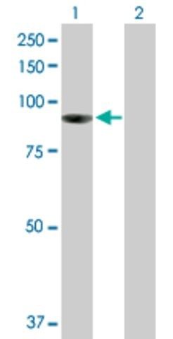 Anti-PIBF1 antibody produced in mouse