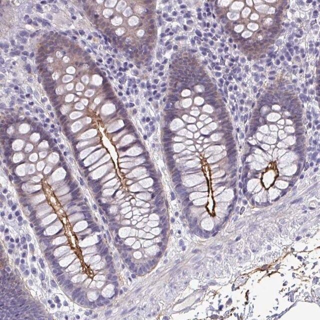 Anti-PIGZ antibody produced in rabbit