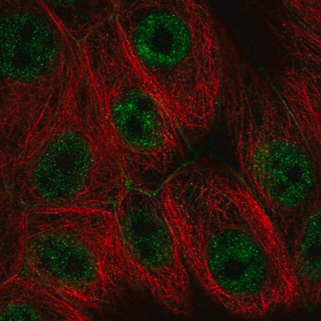 Anti-PI4KA antibody produced in rabbit