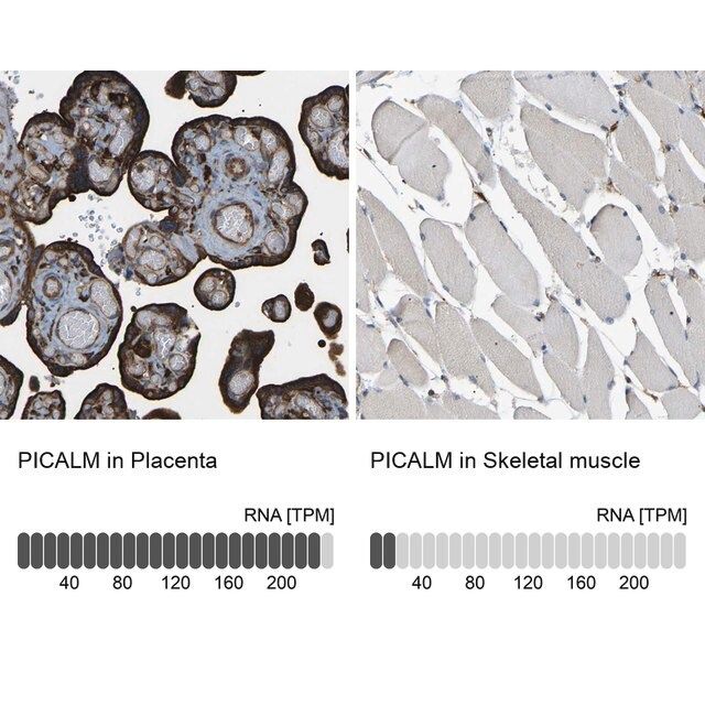 Anti-PICALM antibody produced in rabbit