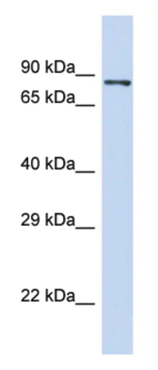 Anti-PIEZO2 (N-terminal) antibody produced in rabbit