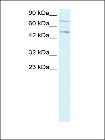 Anti-PIAS4 antibody produced in rabbit