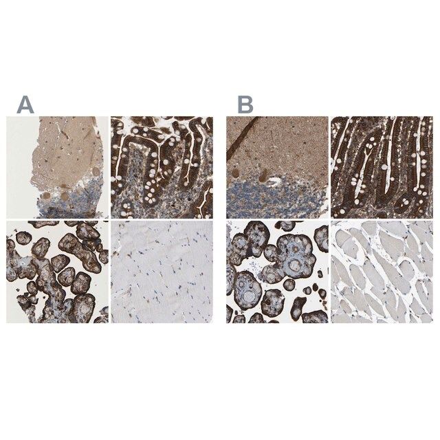 Anti-PICALM antibody produced in rabbit