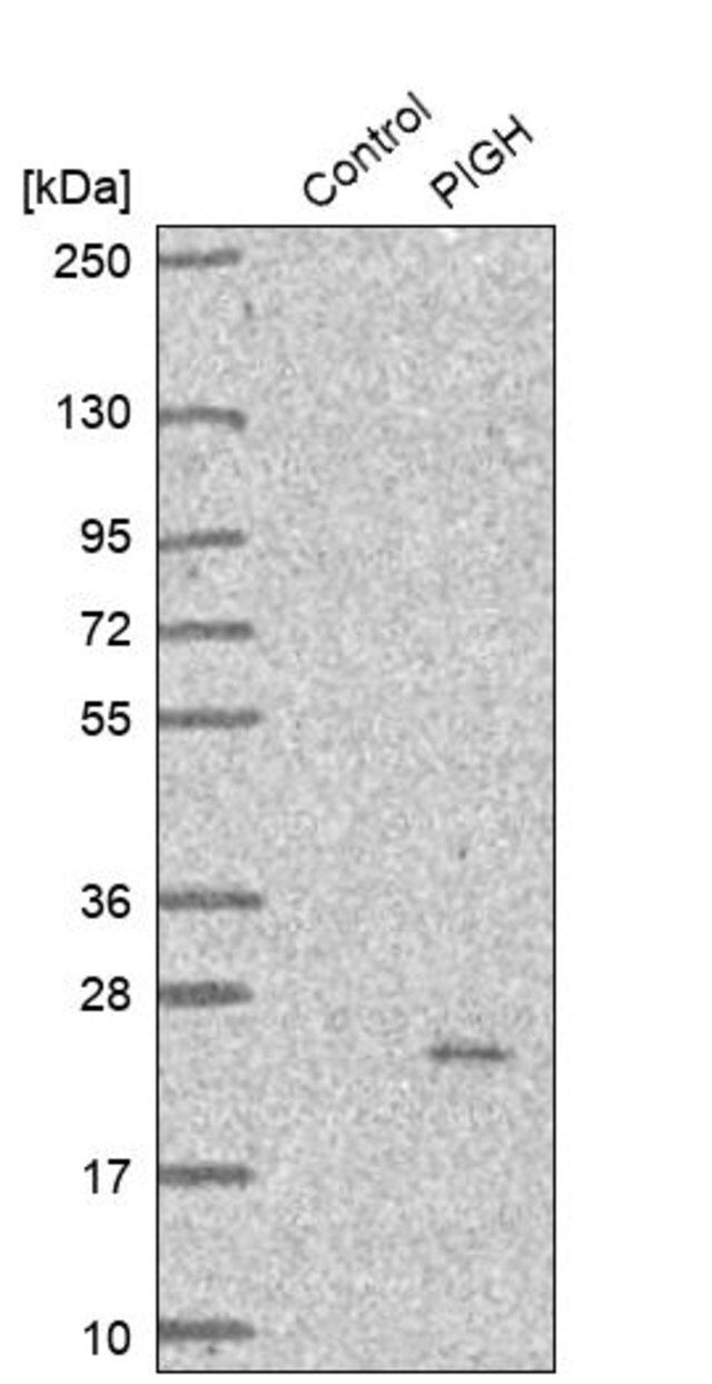 Anti-PIGH antibody produced in rabbit