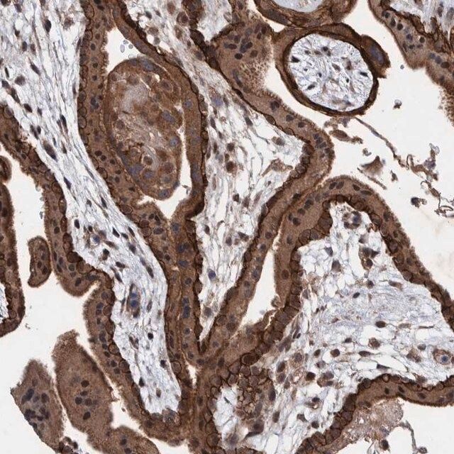 Anti-PIK3R6 antibody produced in rabbit