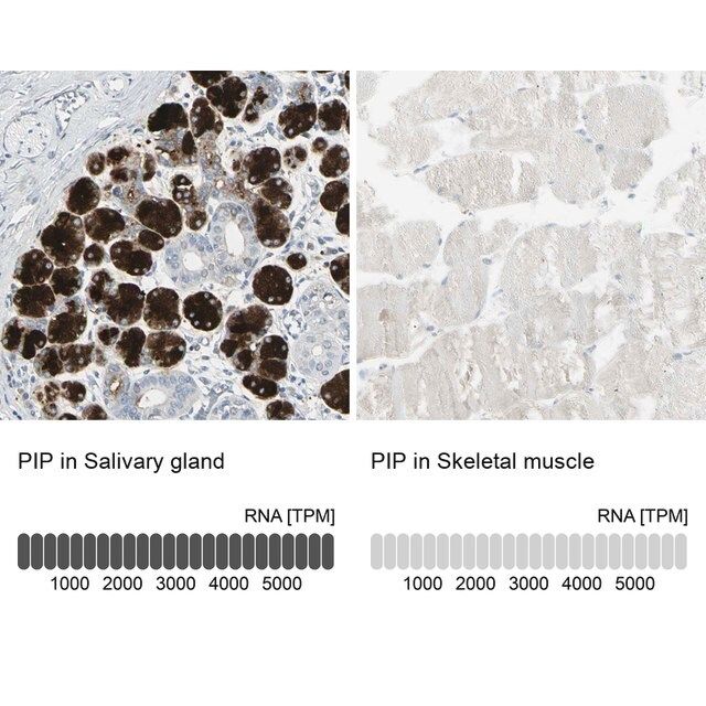 Anti-PIP antibody produced in rabbit