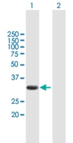 Anti-PIM2 antibody produced in mouse