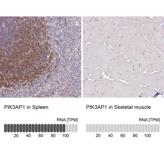 Anti-PIK3AP1 antibody produced in rabbit