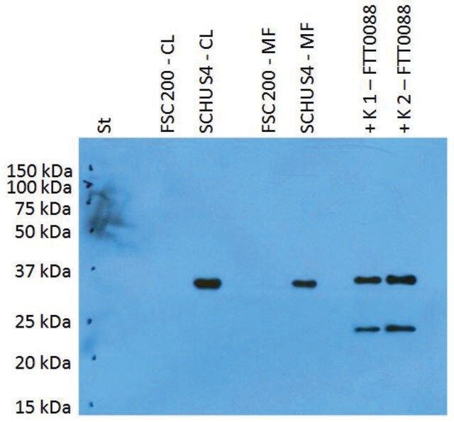 Anti-Pilt (F. tularensis ssp) antibody produced in rabbit