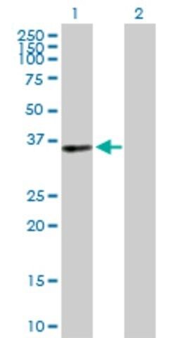 Anti-PIR antibody produced in rabbit