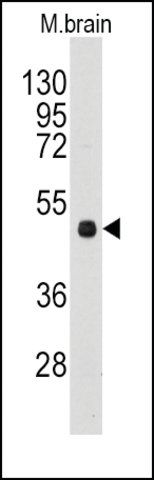 Anti-PI4K2A (N-term D2) antibody produced in rabbit