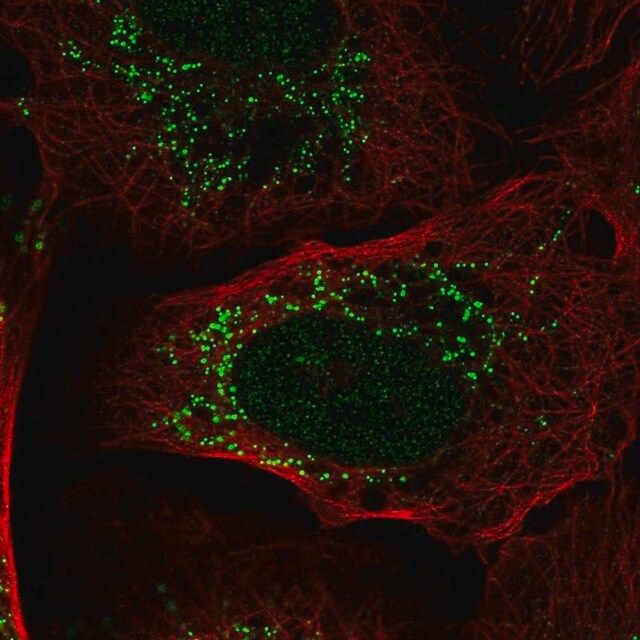 Anti-PIK3R3 antibody produced in rabbit