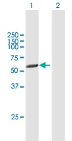 Anti-PICK1 antibody produced in mouse