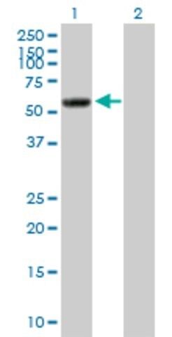 Anti-PI4KII antibody produced in mouse