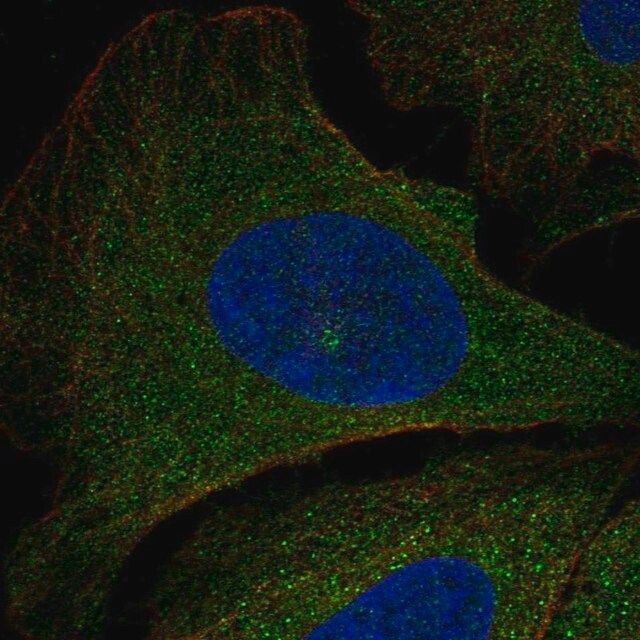 Anti-PIK3R5 antibody produced in rabbit