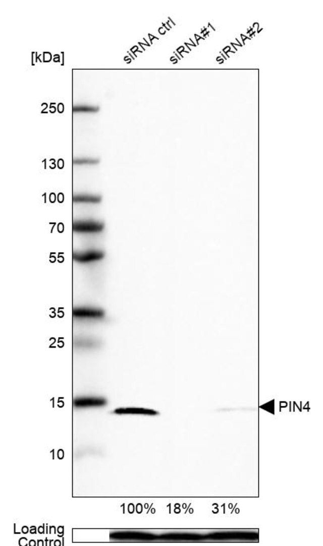 Anti-PIN4 antibody produced in rabbit