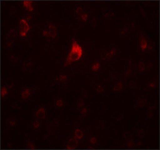 Anti-PICALM antibody produced in rabbit