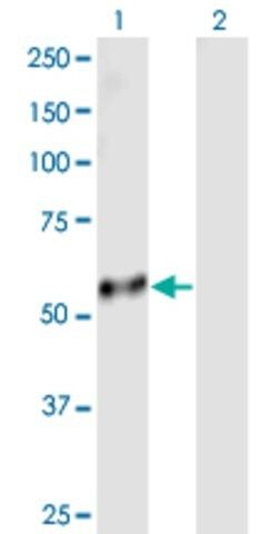 Anti-PI4KAP2 antibody produced in mouse