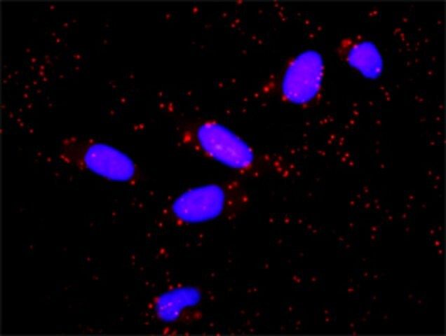 Anti-PIK3R5 antibody produced in rabbit