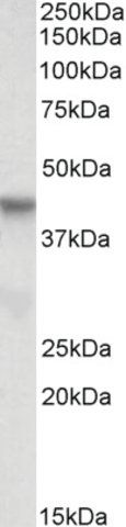 Anti-PINX1 antibody produced in goat