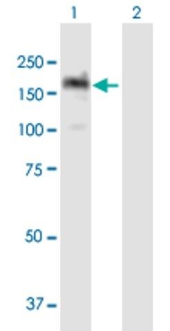 ANTI-PITPNM1 antibody produced in mouse