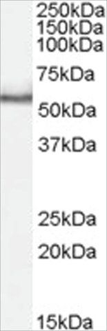 Anti-PINK1 antibody produced in goat