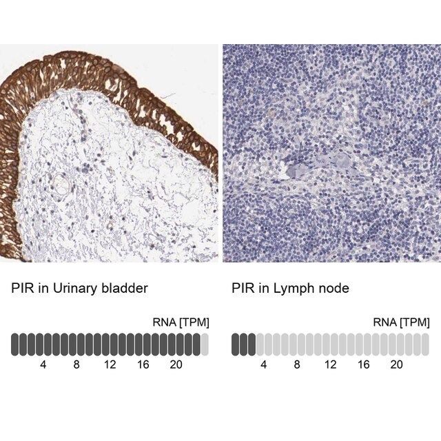 Anti-PIR antibody produced in rabbit