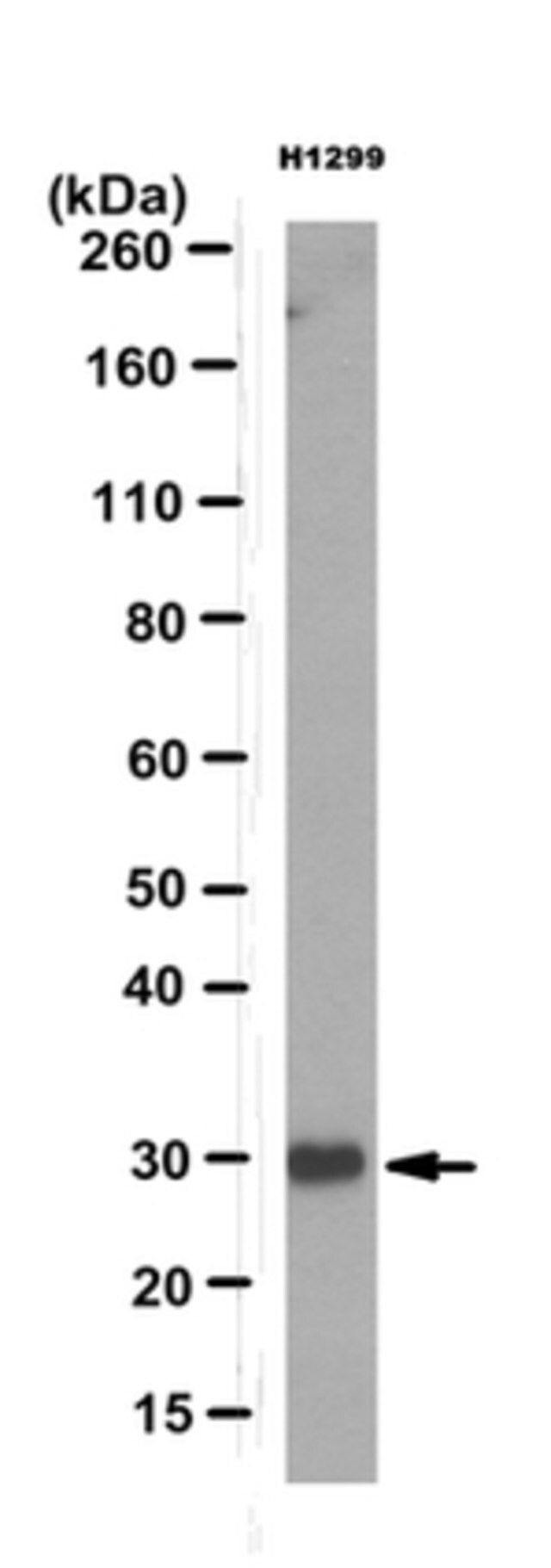 Anti-Pirh2 Antibody, clone 11G8.1