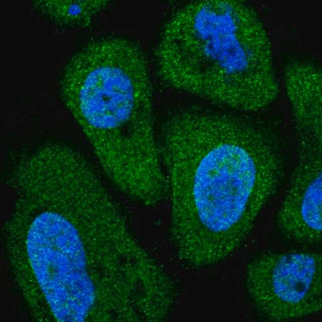 Anti-PITPNC1 antibody produced in rabbit