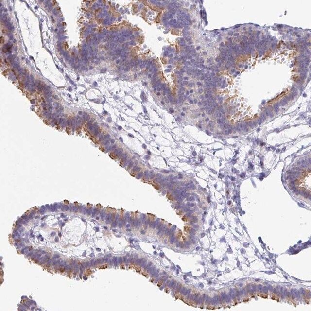 Anti-PINLYP antibody produced in rabbit