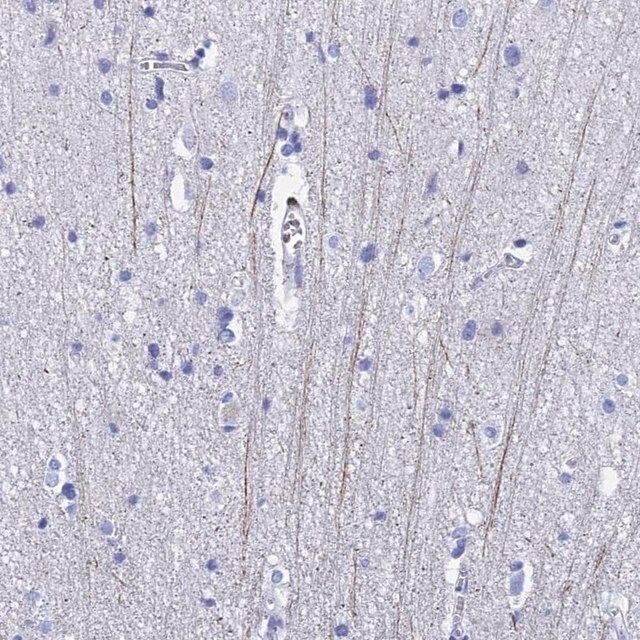 Anti-PIRT antibody produced in rabbit