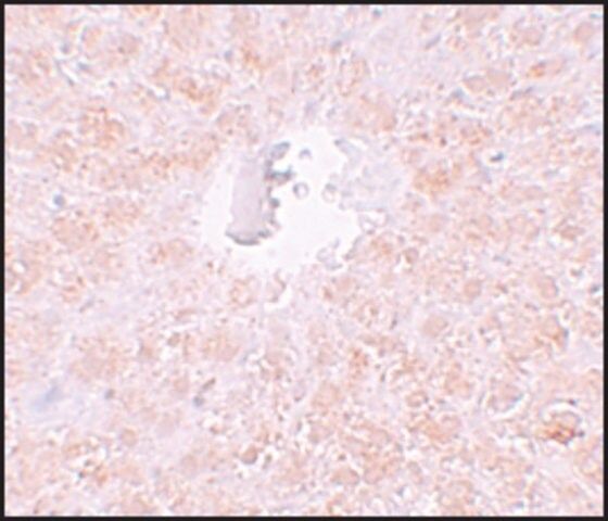 Anti-PIWI-L1 antibody produced in rabbit