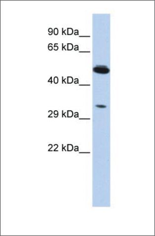 Anti-PIK3IP1 antibody produced in rabbit