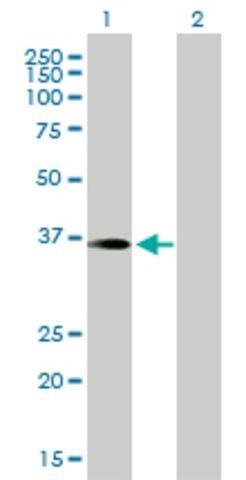 Anti-PITPNC1 antibody produced in mouse