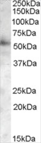 Anti-PIST/FIG/GOPC antibody produced in goat