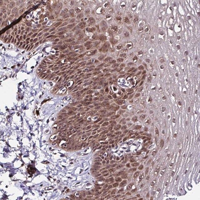 Anti-PIN4 antibody produced in rabbit