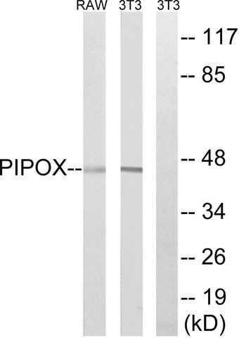 Anti-PIPOX antibody produced in rabbit