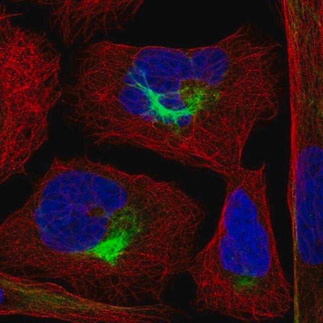 Anti-PJA2 antibody produced in rabbit