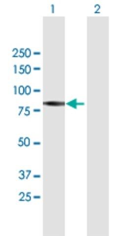 Anti-PIWIL1 antibody produced in mouse