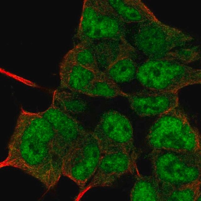 Anti-PIN1 antibody produced in rabbit